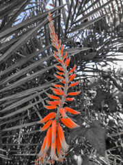 A beautiful red flowers on top of plant with blurred background