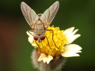 Brown Fly on a flower