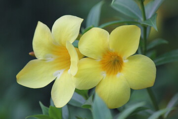 Obraz na płótnie Canvas Yellow flower with green background