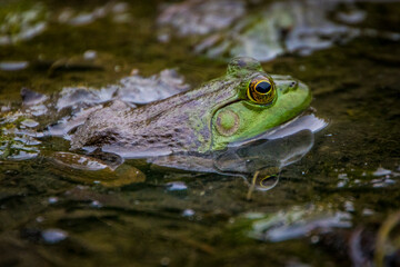 Closeup of a green frog sitting in shallow water