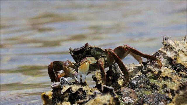Shore crab searching for food ner sea, Eilat, Israel , close up