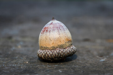 Closeup of an acorn on the ground.