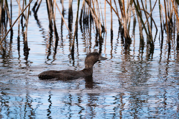 Musk Duck female in wetland lake