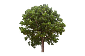 Large green tree (Neem Tree) isolated on white background.