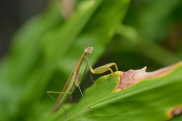 斑らのカマキリ