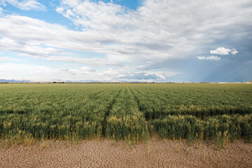 Fototapeta na wymiar Wheat field in the desert of Imperial Valley, California