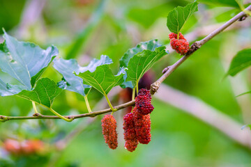 Fresh mulberry on the tree