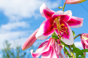 Beautiful bright lilies bloom in the garden. 