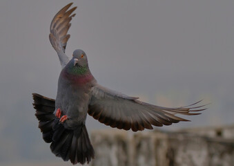 Rock Pigeon isolated on flight