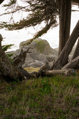 Landscape of fallen trees rock outcroppings and the ocean California .