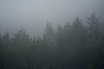 Pine tree forest horizon in the fog .