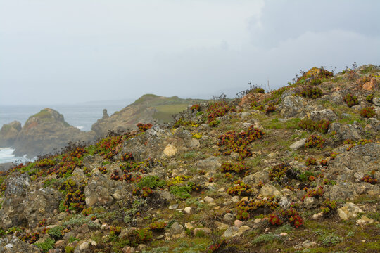 Red green Dudleya Species Bluff Lettuce North Coast Dudleya Powdery Liveforever Sea Lettuce (Dudleya farinosa)