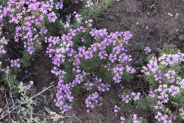 Obraz premium Purple Flowers Arizona 2019