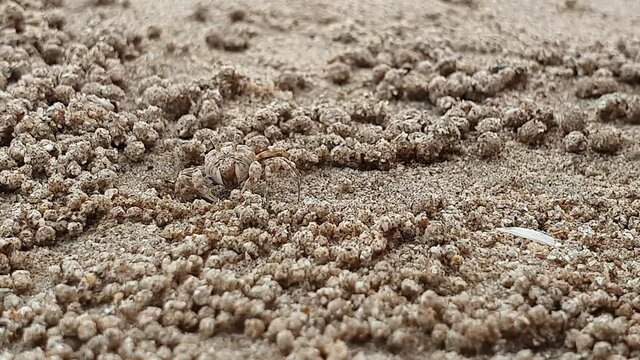 Tiny little ghost crab eating on the beach and making sand balls