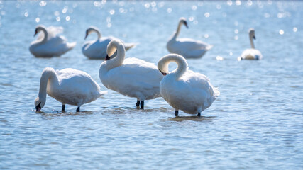 Graceful white Swans swimming in the lake, swans in the wild