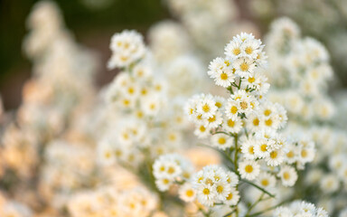 Cutter aster flowers blooming in a garden flower