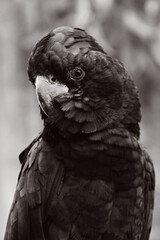 Red tailed black cockatoo portrait