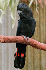 Large Red tailed black cockatoo