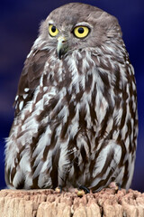Barking owl bird full length