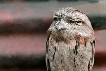 Tawny frogmouth bird portrait