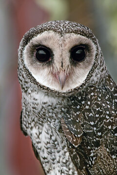 Lesser sooty owl portrait
