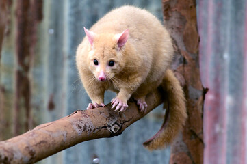 Common ringtail possum full length