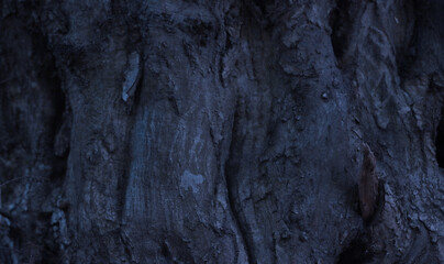 The trunk of an old tree at night.