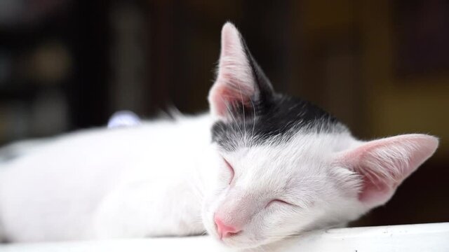 Sleepy Young Black & White Cat 