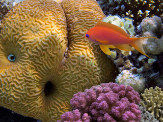 Brain corals,Leptoria phrygia, Red Sea