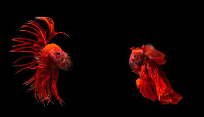 Two red beta fish colour red action fighting on black background.