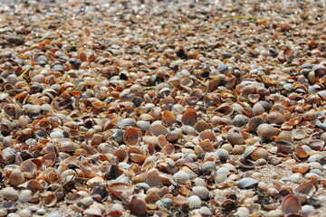 Shell seashore. Dirty sea.The waves.