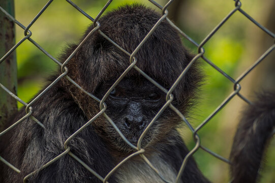 Mono chimpancé dentro de jaula en cautiverio en un refugio de animales