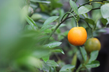 ripe orange on a tree ready to harvest