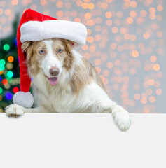 Funny Border collie wearing red santa hat looks above empty white banner. Festive background with christmas tree. Empty space for text