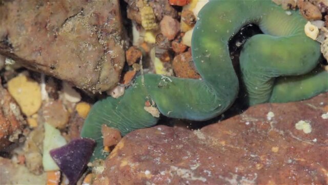 Green Sea Worm digging under rock, Eilat, Israel
Close up shot of Green Sea Worm digging under rock, Eilat, Israel
