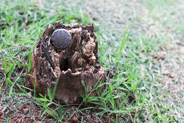 one piece pocket watch with skull engraving on a broken tree bark