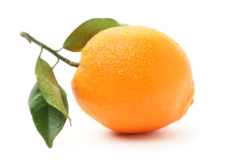 Orange fruit on the white background