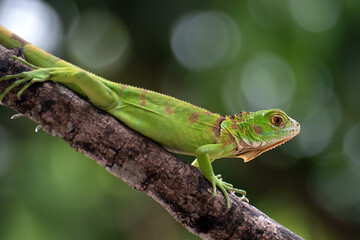 Close up of a green iguana on a tree branch