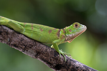 Fototapeta premium Close up of a green iguana on a tree branch