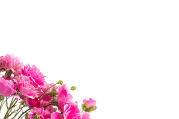Flowers pattern on white background. roses