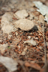 nature, dry soil, rocks, pebbles