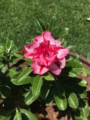 pink rose bush