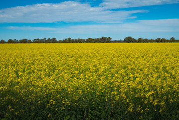 Yellow canola plants in spring