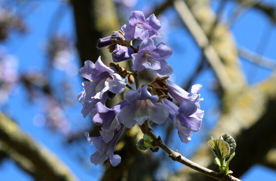 Blauglockenbaum - Princess tree