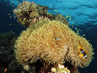 Naklejka na ściany i meble A Red Sea anemonefish Amphiprion bicinctus and juvenile Three-spot dascyllus Dascyllus trimaculatus in an anemone
