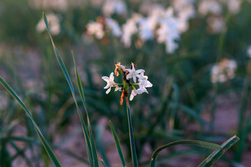 A close-up photo of white daffodils in the  field