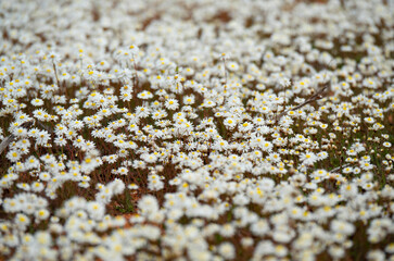 Western Australia wildflower background