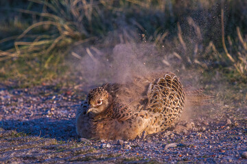 Fasan (Phasianus colchicus) Weibchen beim Staubbad