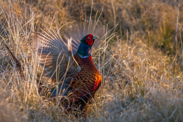 Fasan (Phasianus colchicus) Männchen
