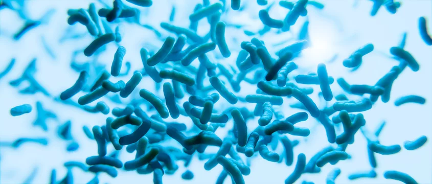 Bakterien unter dem Mikroskop: Salmonellen ,Cholera oder Legionellen  Stock-Illustration | Adobe Stock